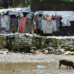 M Bindal Slum & Pig